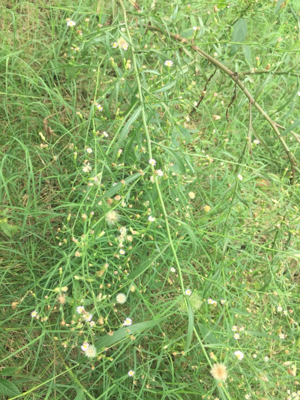 香丝草_通泉草