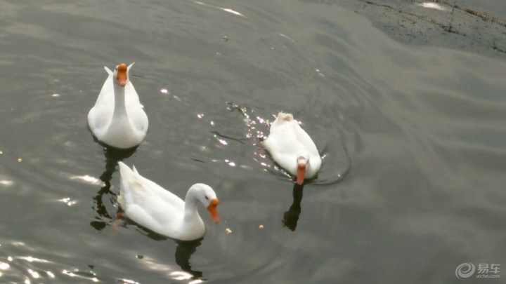 【【春暖花开】漂亮的鹅(二)】_湖南车友会