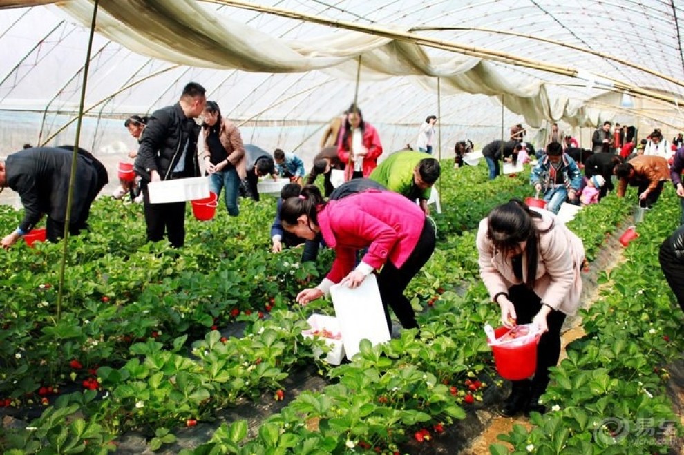 正当春季温州天气甚好去摘草莓