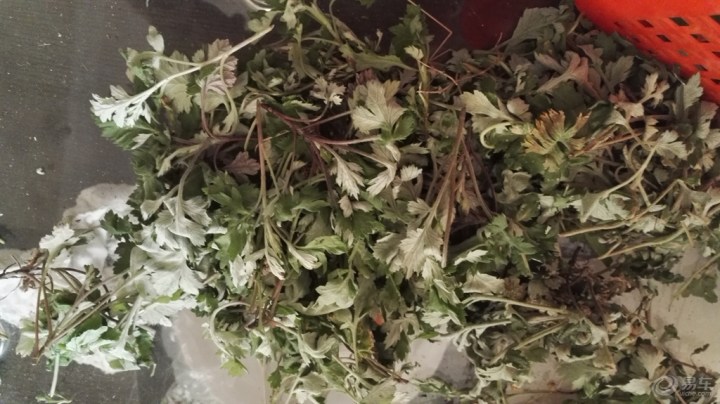 【清明节包艾饺】_浙江车友会