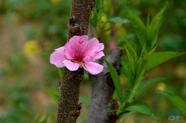 【【石家庄CS35车友会】游玩鹿泉常河常馨谷