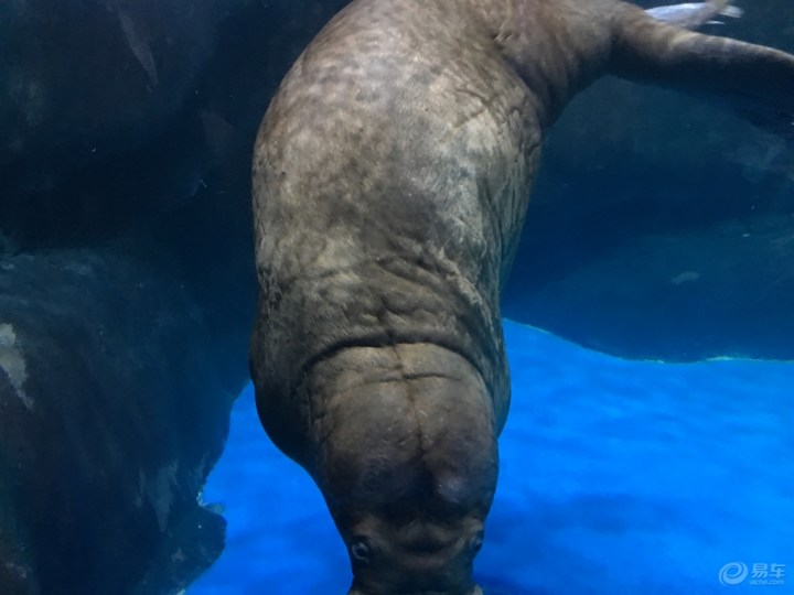 【春末夏初好时节--她的青岛之行 我的帝豪GS