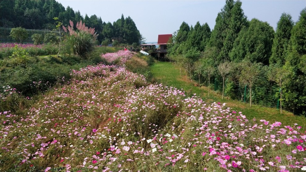 【四川长安suv联盟】德阳浩子·和风暖日游中国香山寿香谷