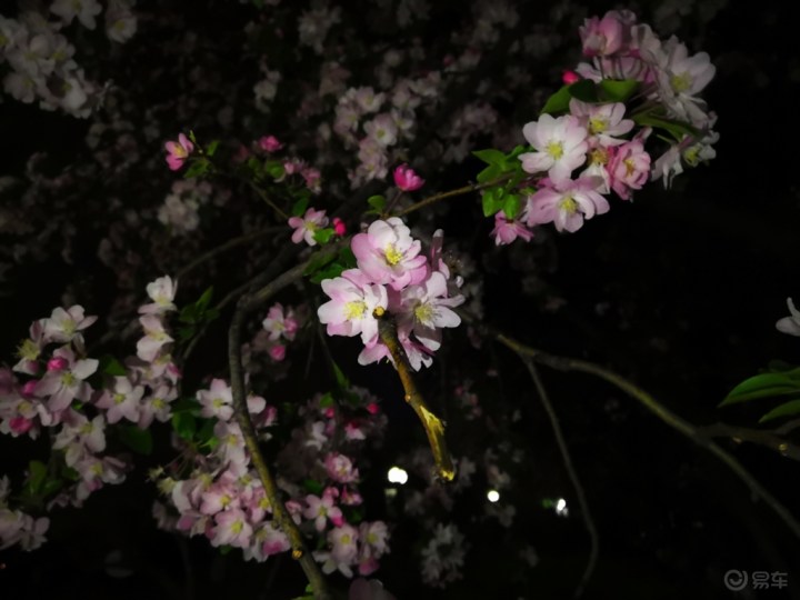 夜游校园 看见海棠花未眠