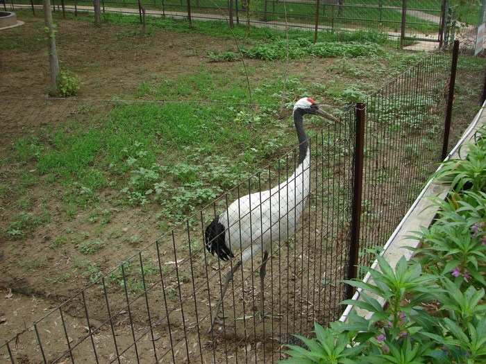 8月1日奔奔窝三亩园活动作业!狗仔队大片!