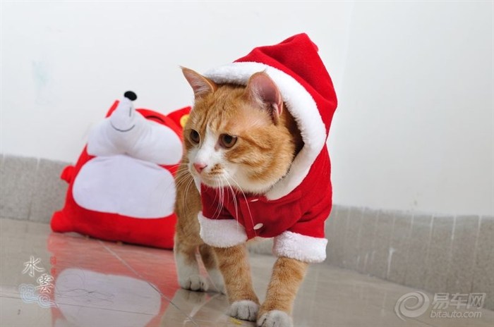 【卖萌猫也过圣诞节。】_广东论坛图片集锦