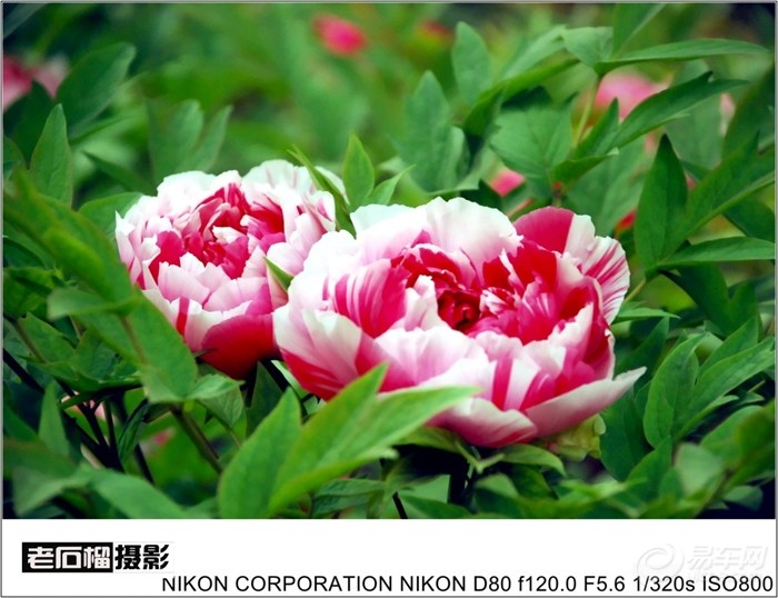 【拍牡丹花的时候,才知道国色天香的意义。】