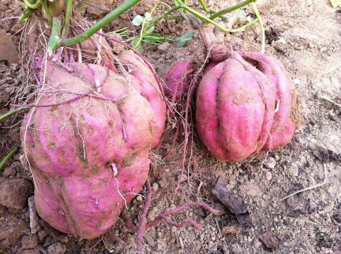 【【Jay】收红薯喽!】_夏利论坛