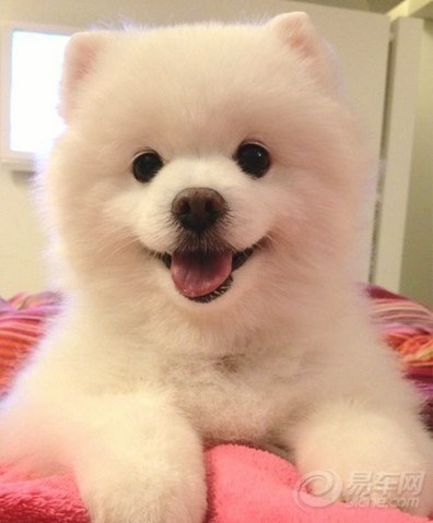 【极致可爱小宠--小猪熊!受不了了。。。。。】_宠物当家论坛图片集锦_汽车论坛-易车网