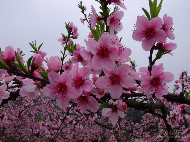 阳春三月桃花开,狼族还在等什么?