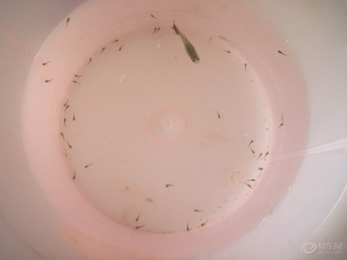 【孔雀鱼生小鱼了】_宝来论坛