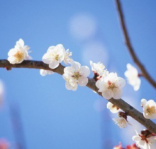 【2011-03-10头像照_头像相册_浏览相册_桃花朵朵别样