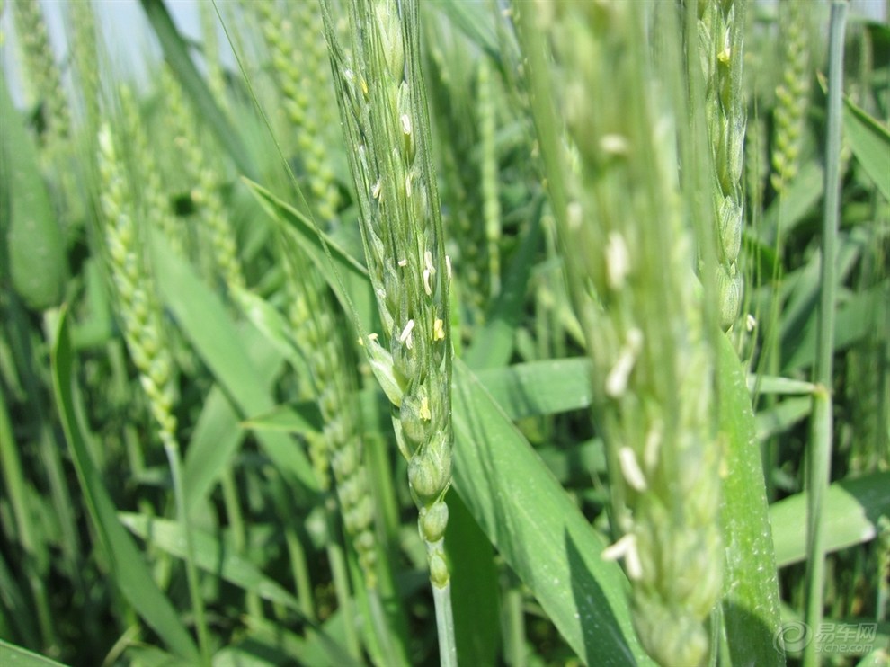 五月初三·早稻抽穗