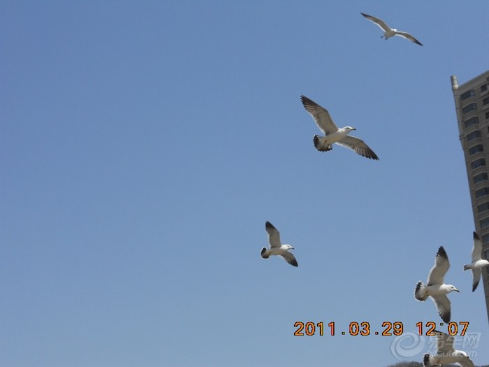 【海欧飞处彩云飞】_瑞鹰论坛图片集锦