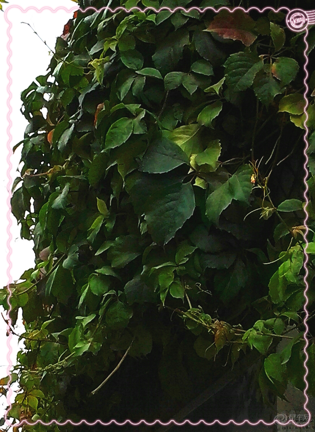 爬墙虎的叶子怎么画 3b80803a061145b3ad9f25aa491f5f7d.jpg