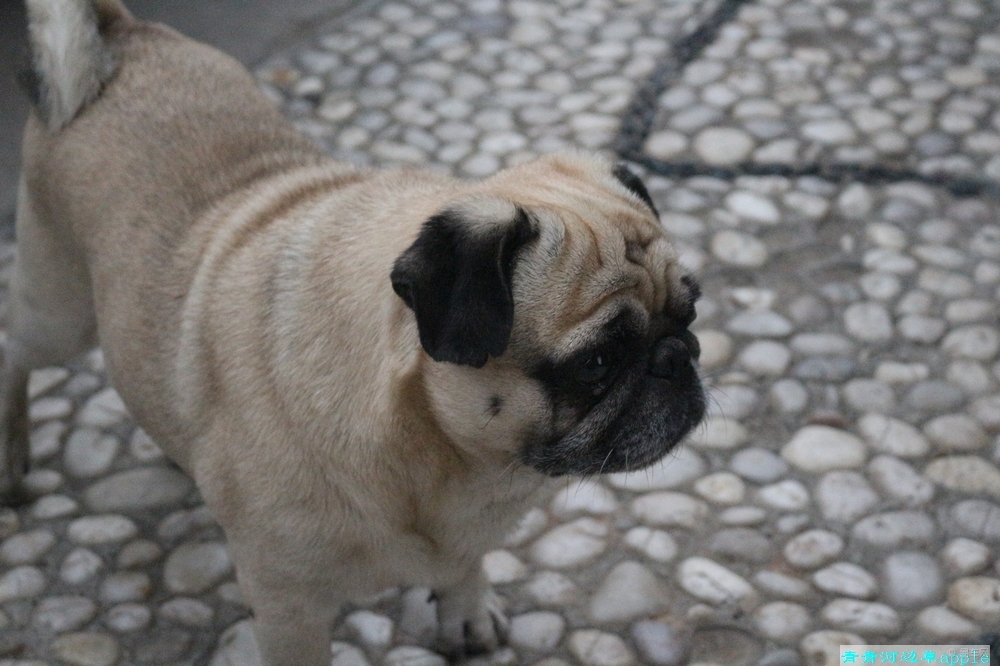 为什么叫八哥 17209801298d4a7dbb360459fa9f9ee2.jpg