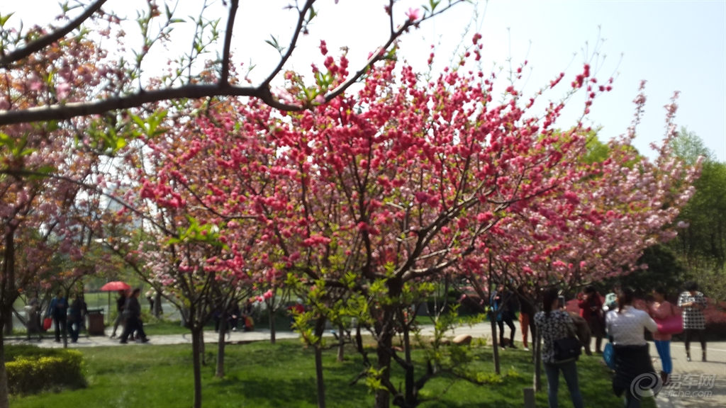 在那桃花盛开的地方的原唱是谁 5ea716cfba524a5995f5cc2d193de9c2.jpg