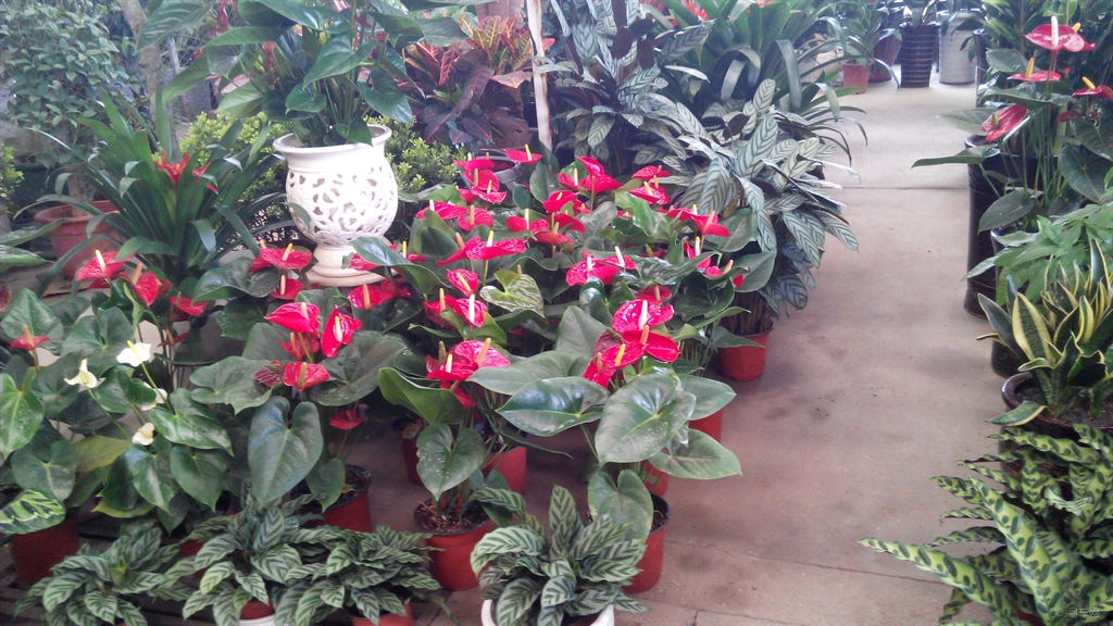 花卉市场批发各种花 30b78e01a98241d7a778fcc0d56774d7.jpg