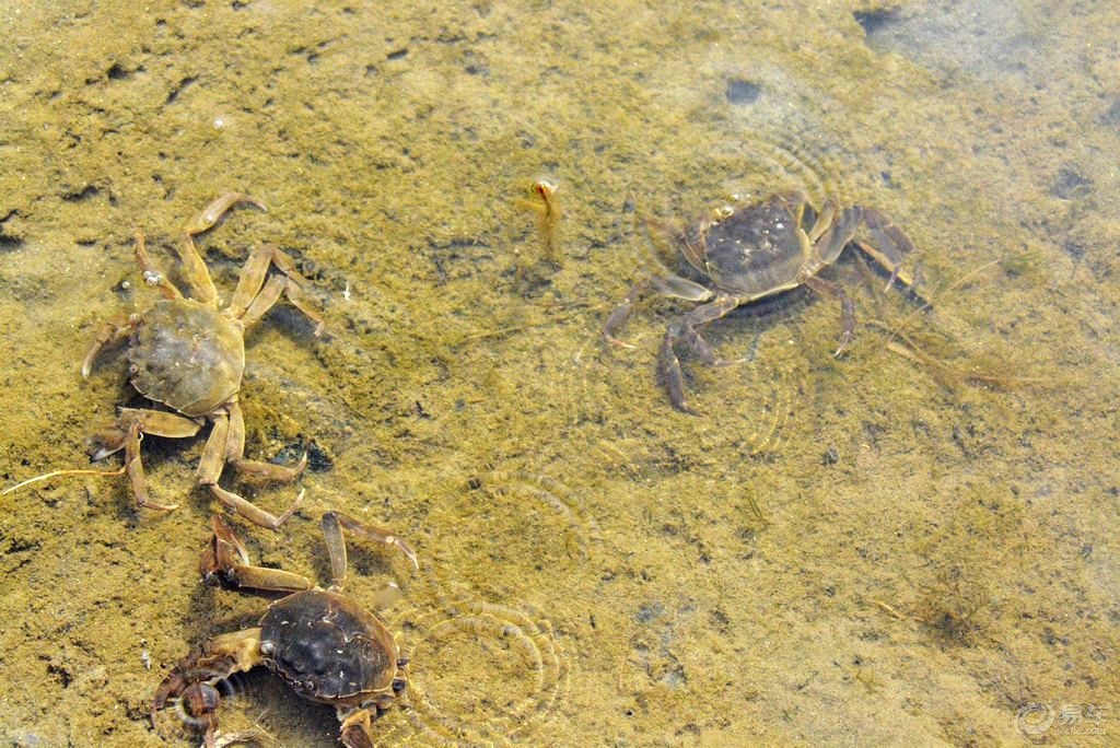 水中的螃蟹垂手可得