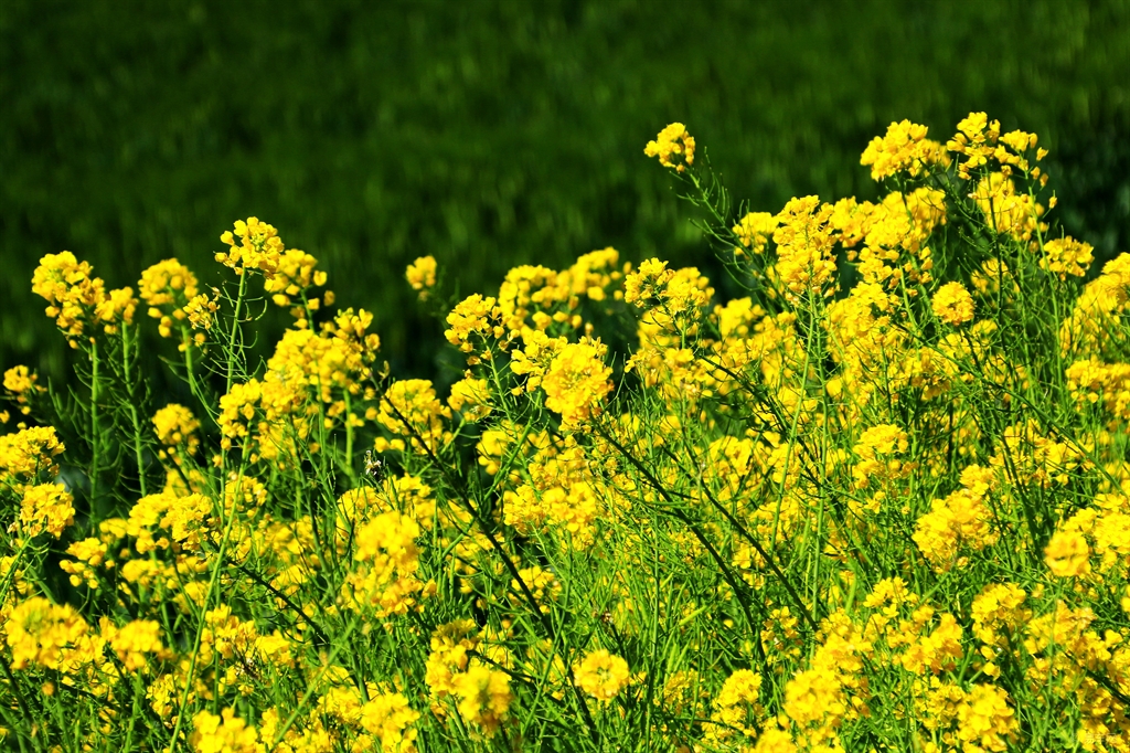油菜花儿又开简谱_油菜花简笔画