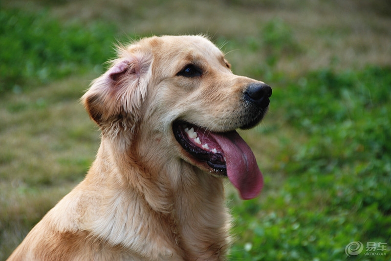什么叫做水猎犬 6a7f8d5abced4787b35778ffe0d11787.jpg
