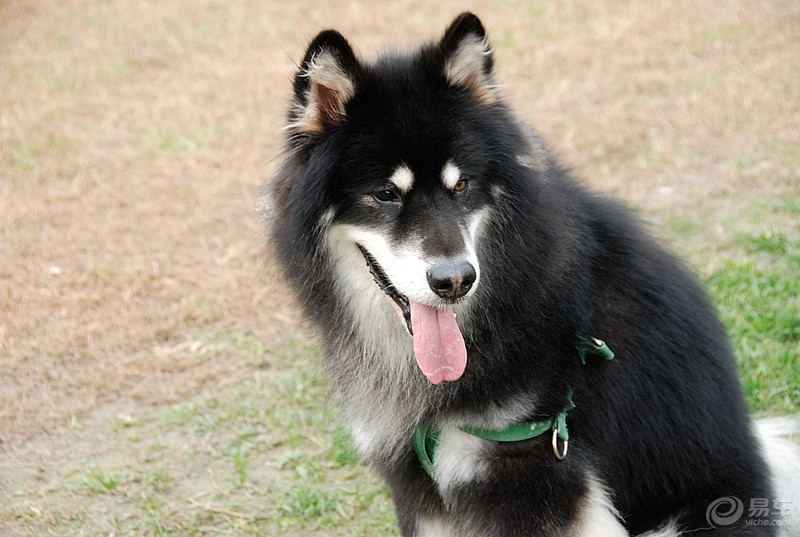 最近很火的大型犬 8f87cc2394eb4e3292003f53ab593de2.jpg