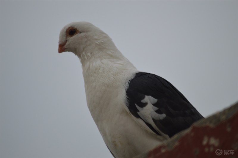 鸽子燕子和太阳