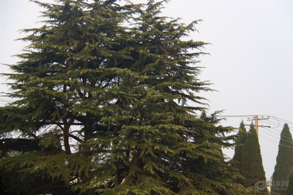 老柘叶黄如嫩树,寒樱枝白是狂花----秋冬之交赏"萧瑟"