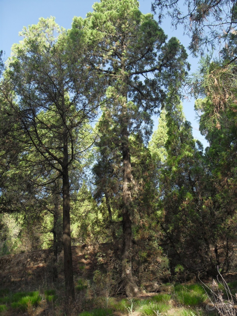 【首发原创】侧柏随拍!