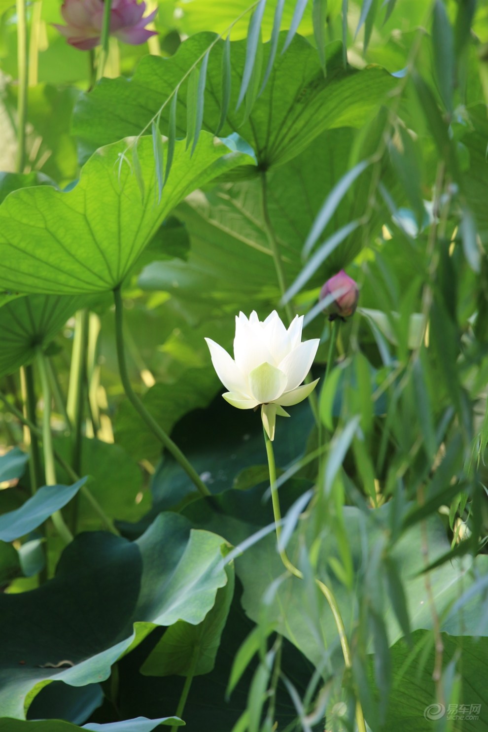 【摄影大赛】美丽的荷花之乡—香河香荷!