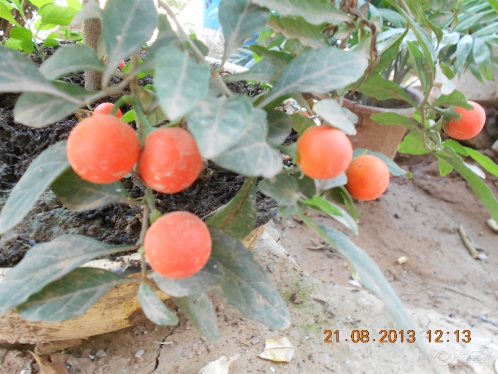 【活跃陕西论坛】欣赏——假樱桃