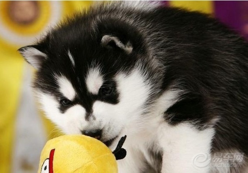 超萌小哈大集合