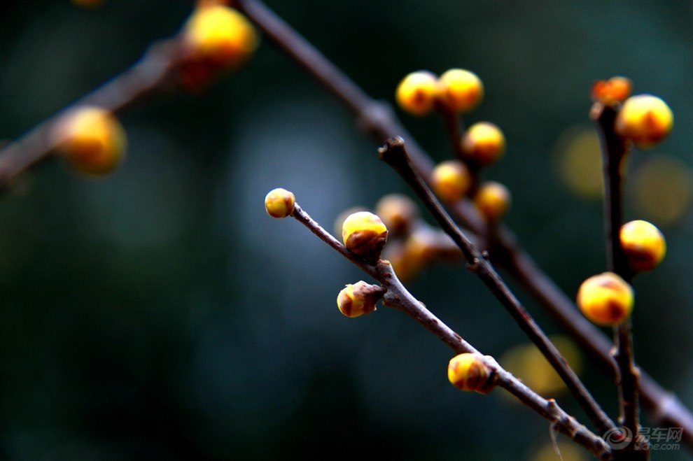 崭新一朵含风露,恰似西厢待月来