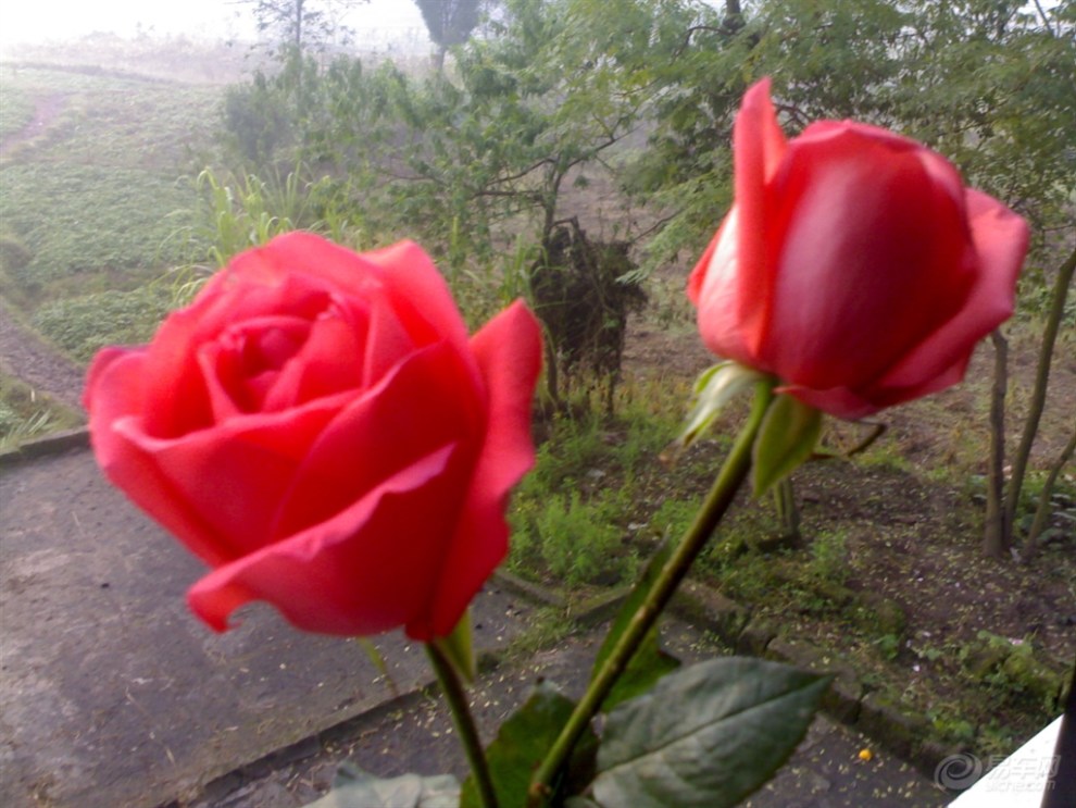 当爱情离开的时候【紫雨】