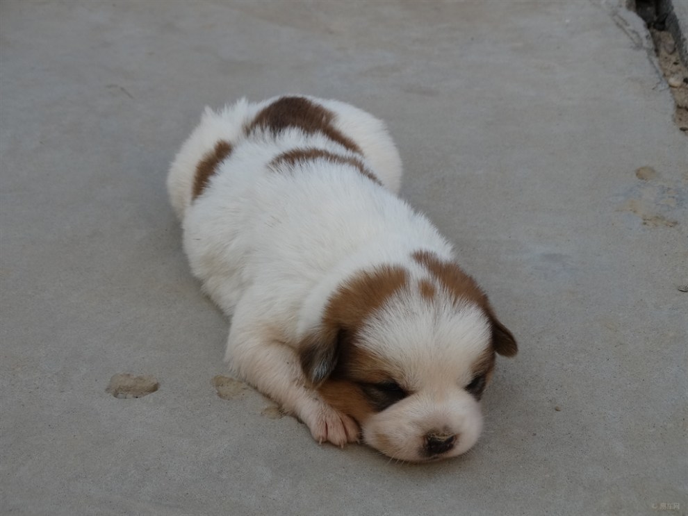 【原创】出生不久的小白花狗