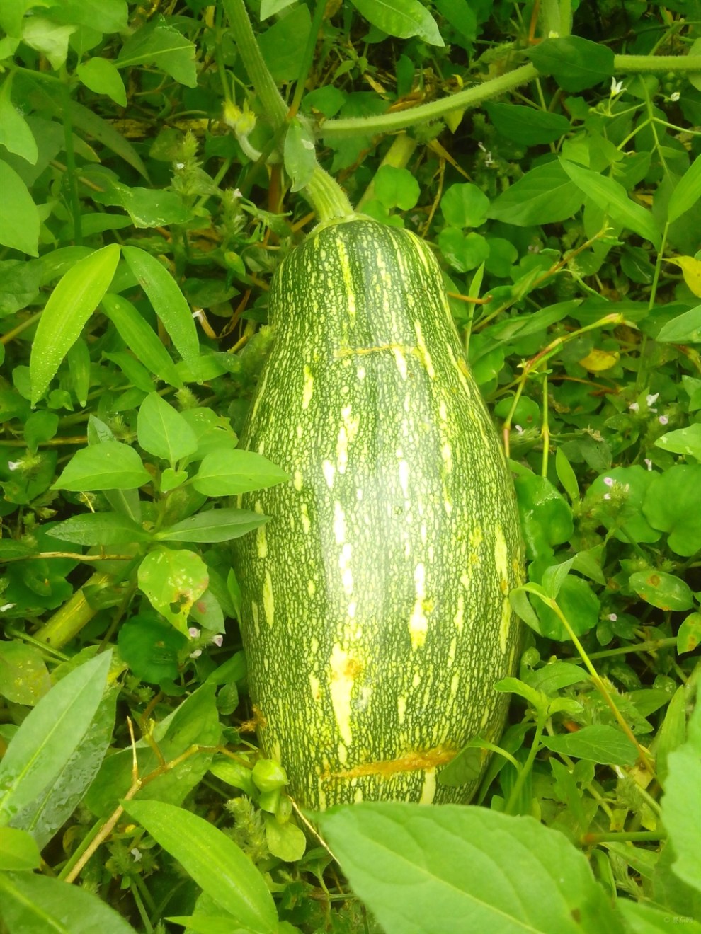 【每日图鉴】南瓜