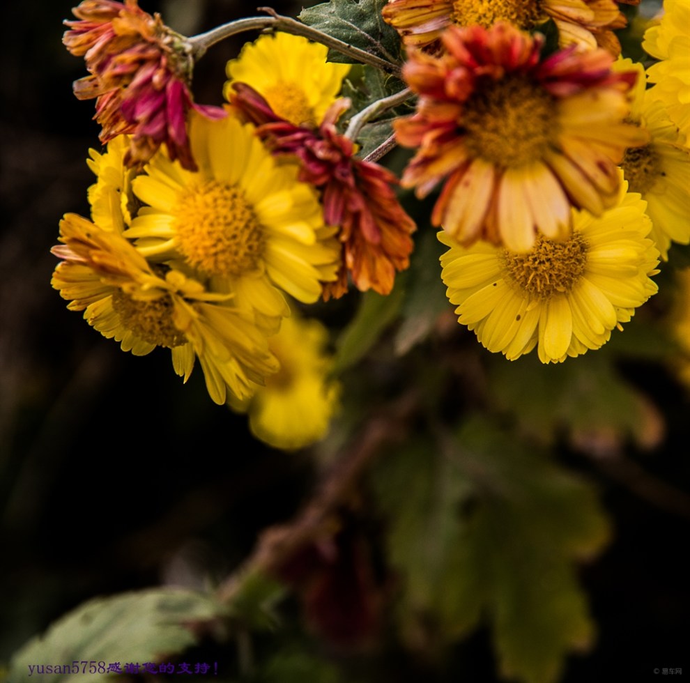 【原创】多本菊
