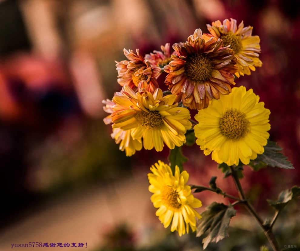【原创】多本菊