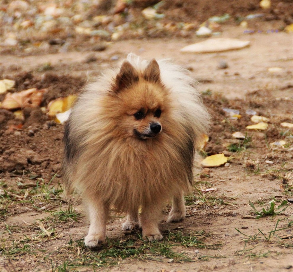 【宠物随手拍】小博美