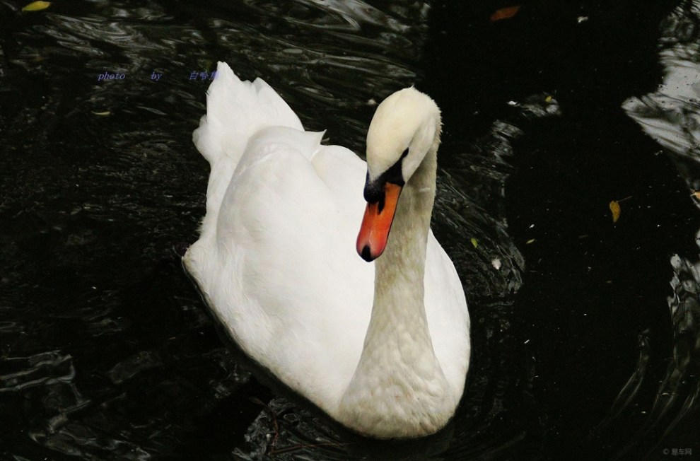 【宠物随手拍】天鹅