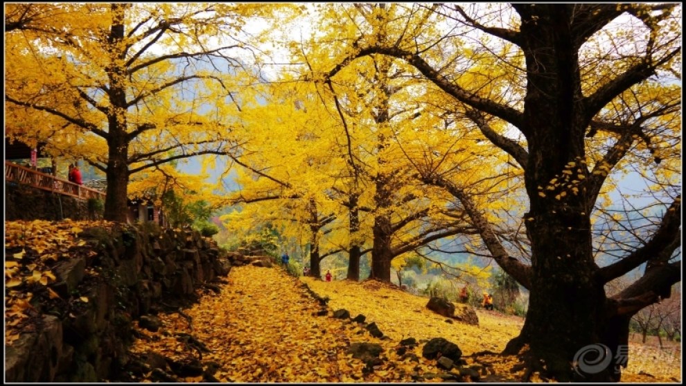 带上家人海洋银杏旅游