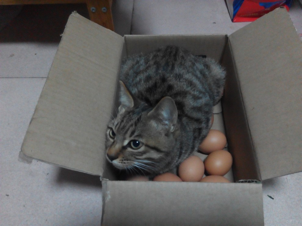 【宠物造型秀】家有小淘——孵蛋的猫