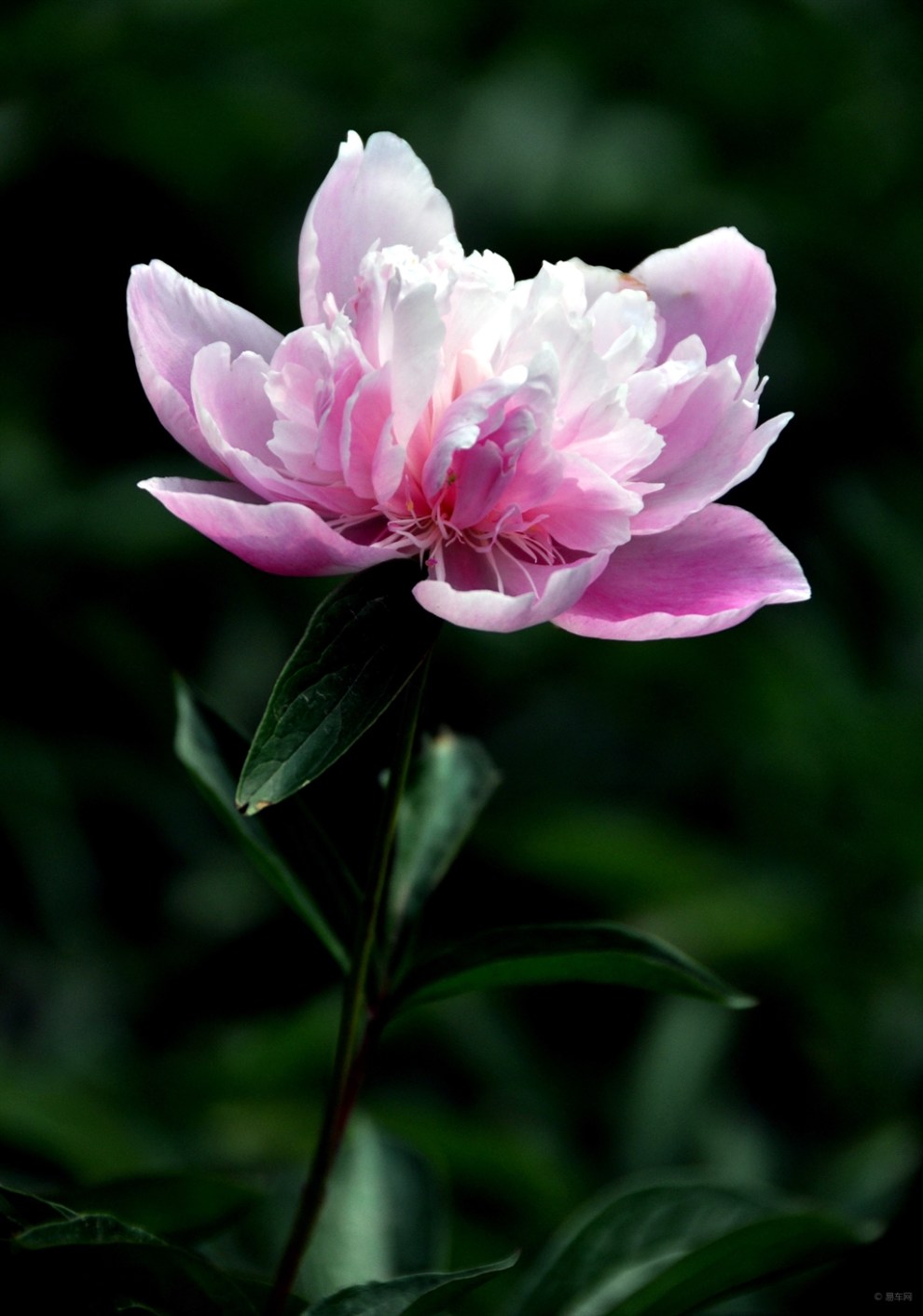 摄影达人《芍药花》欣赏篇(一)