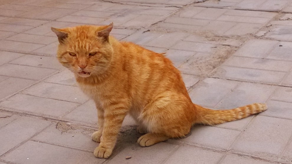 【原创】馋嘴大黄猫