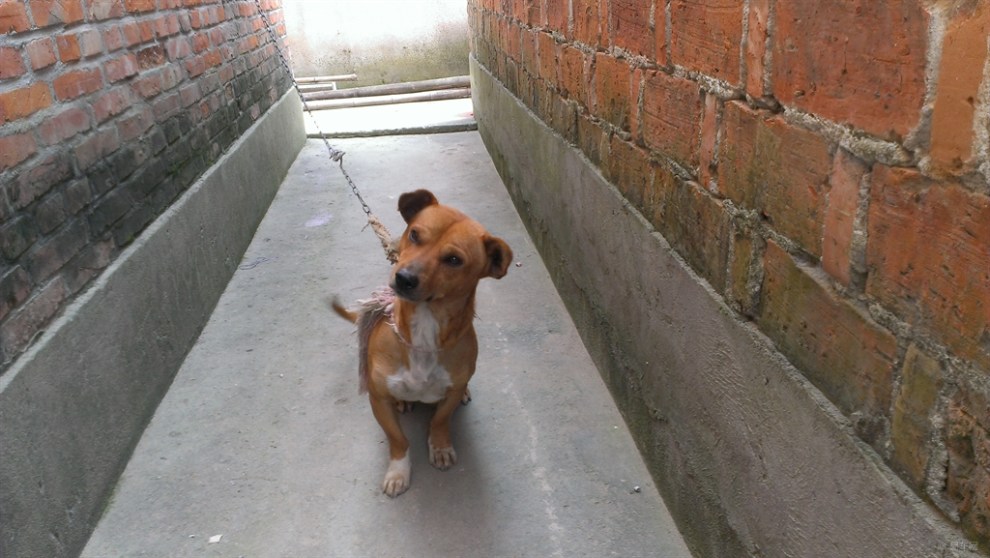 【申牛】【盐城地区青铜联盟】可爱的大耳朵土狗