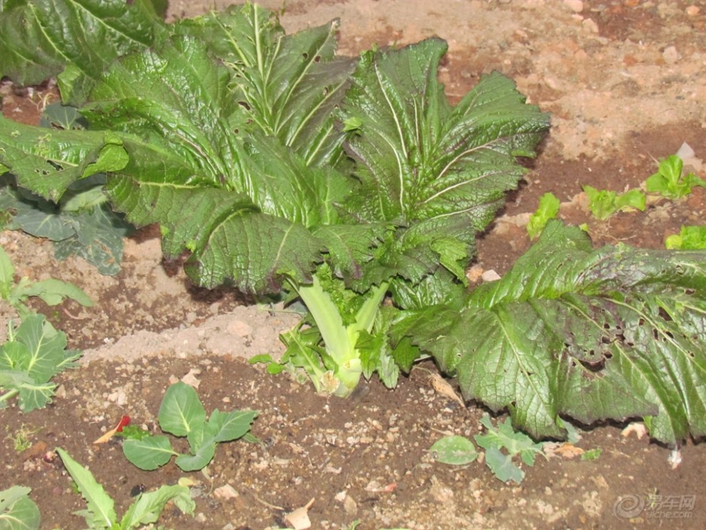 【首发】自己种的芥菜