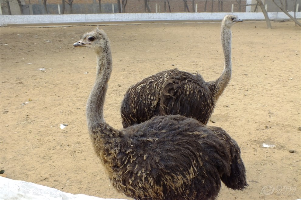 【森雅鬧春】親子游金鷺鴕鳥園!