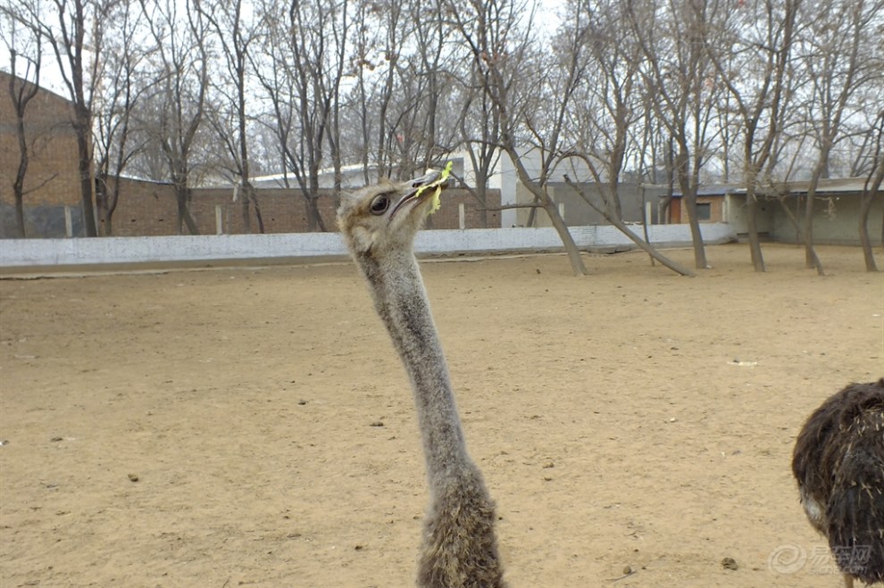 【森雅鬧春】親子游金鷺鴕鳥園!