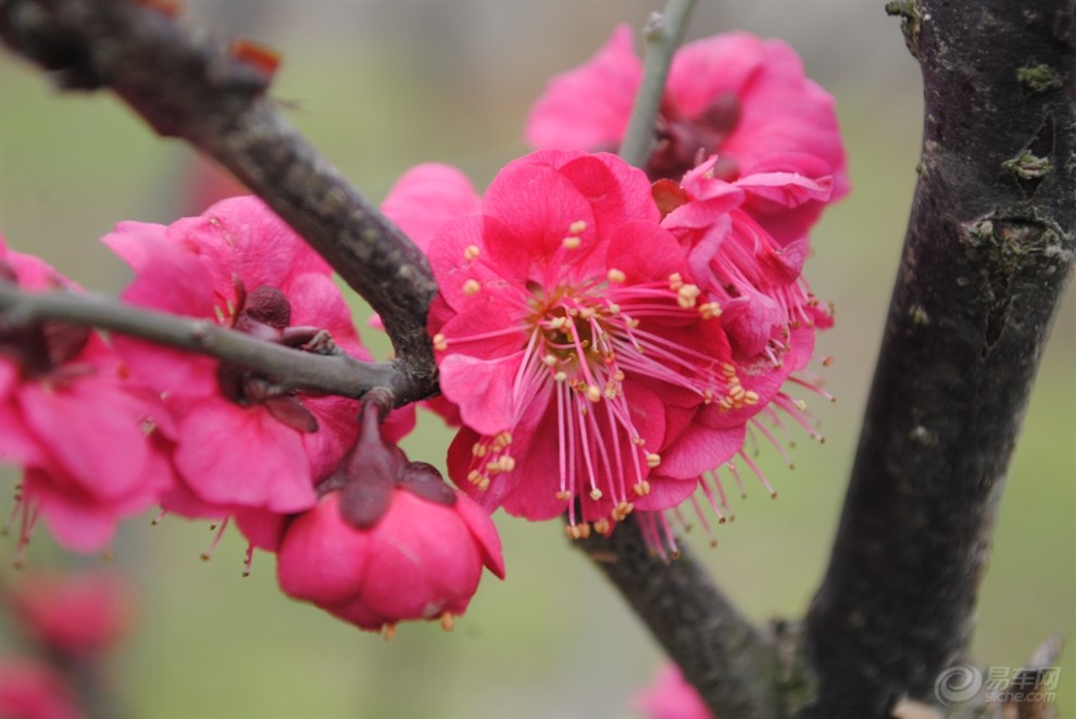 細微春風雨行攝縣城南環行道梅花樹景觀