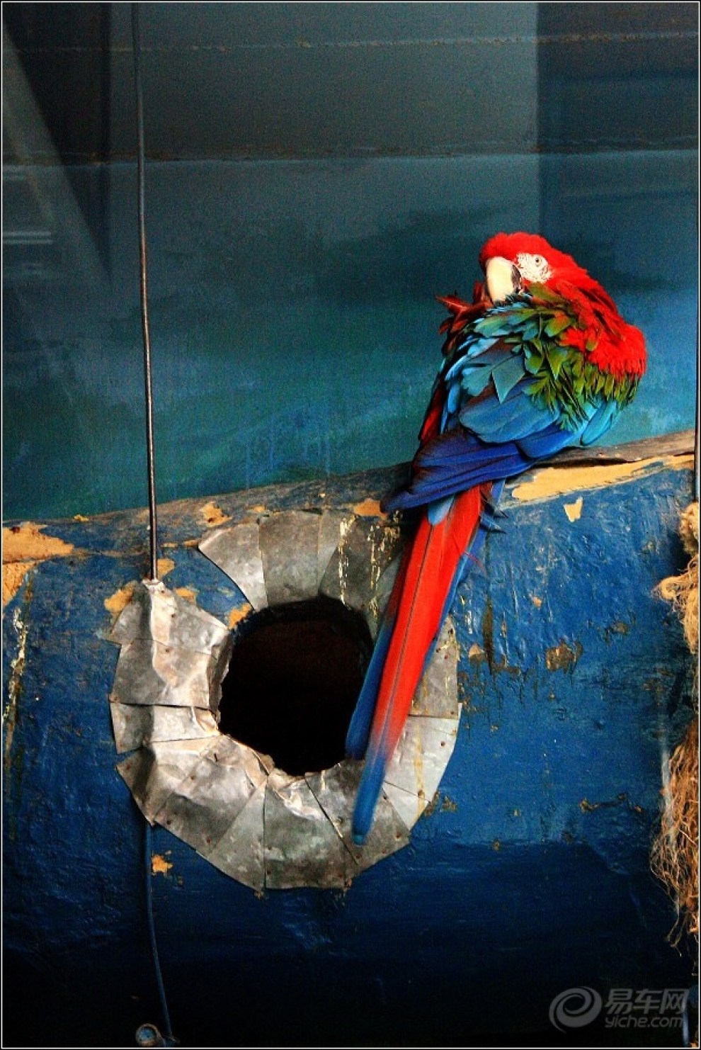 北京动物园拍鹦鹉大嘴鸟